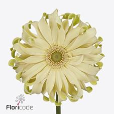 Срезанные цветы оптом Gerbera pasta carbonara от 50шт. из Голландии с доставкой по России