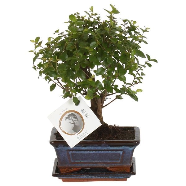 Горшечные цветы и растения оптом Bonsai Sageretia Ceramic Ball Shape Wit от 10шт из Голландии с доставкой по России