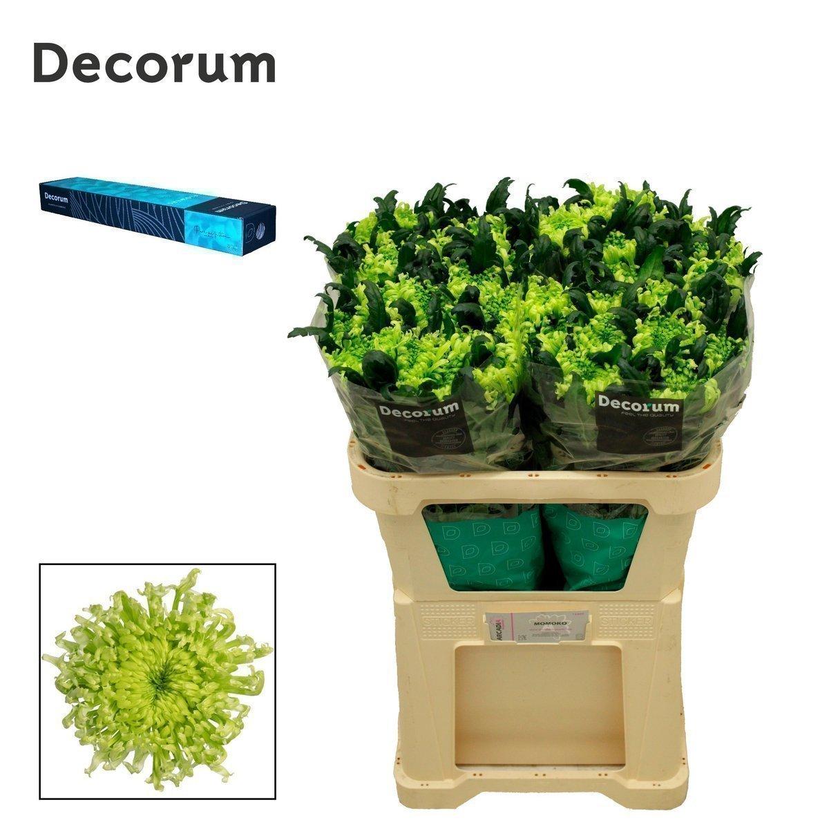 Срезанные цветы оптом Chrys bl antenna от 20шт из Голландии с доставкой по России