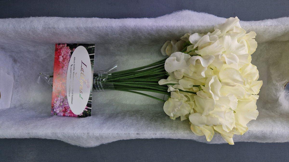 Срезанные цветы оптом Lathyrus paint cream magic от 100шт.. из Голландии с доставкой по России