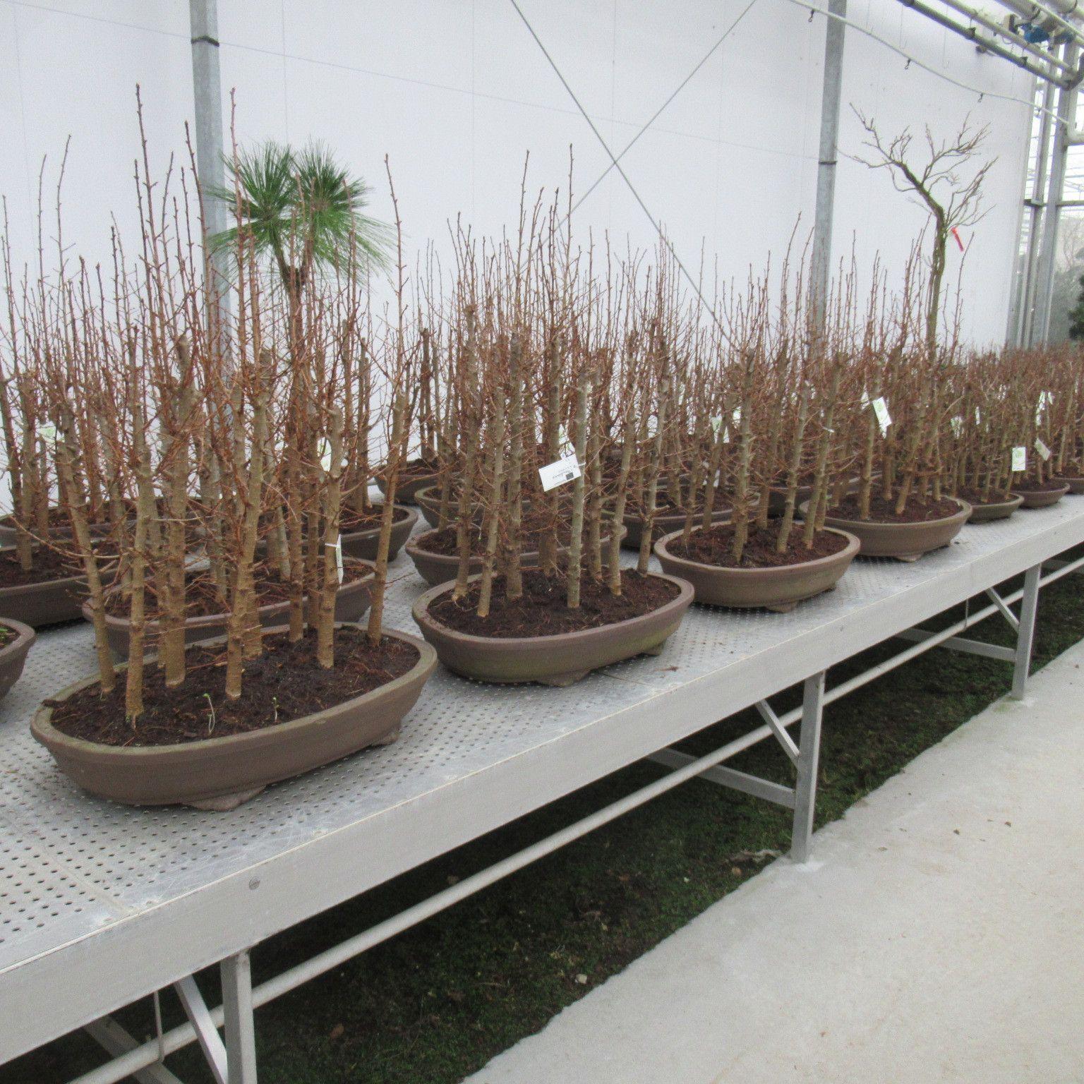 Горшечные цветы и растения оптом Bonsai Pseudolarix Group от 1шт из Голландии с доставкой по России