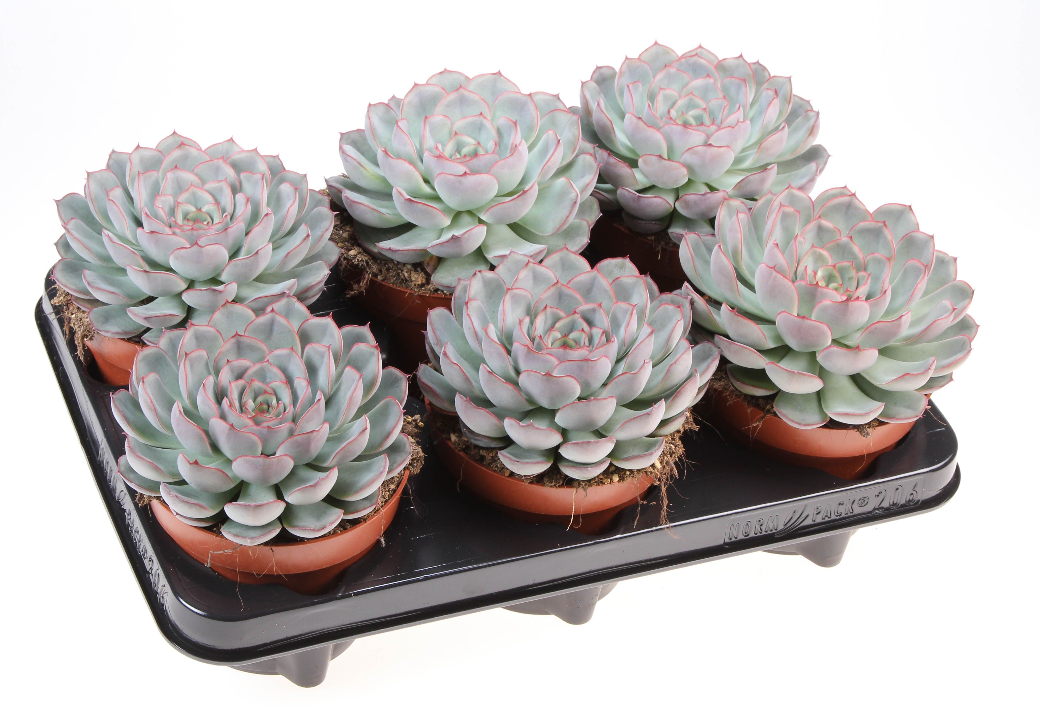 Горшечные цветы и растения оптом Echeveria Mystery от 6шт из Голландии с доставкой по России