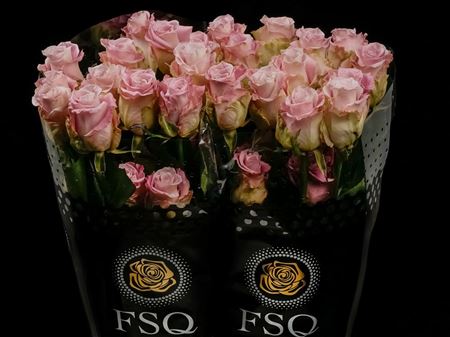 Срезанные цветы оптом Rosa ec faith от 40шт из Голландии с доставкой по России