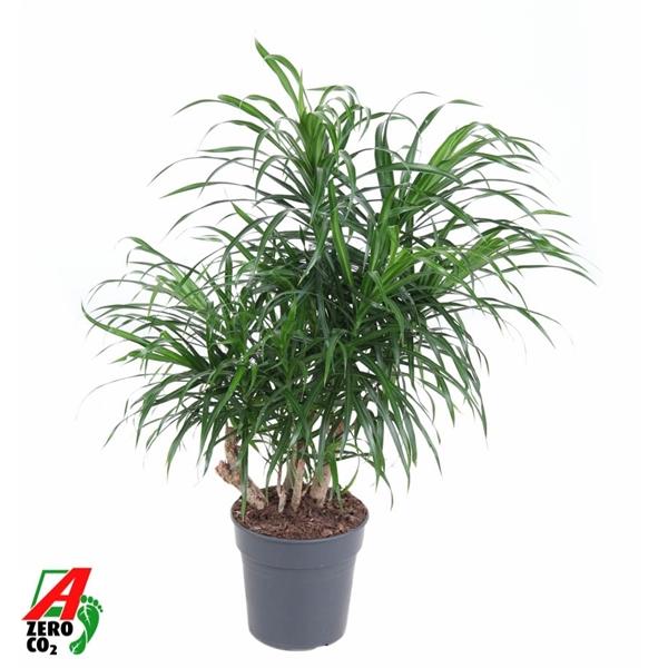 Горшечные цветы и растения оптом Drac Anita Variegata Branched от 1шт из Голландии с доставкой по России