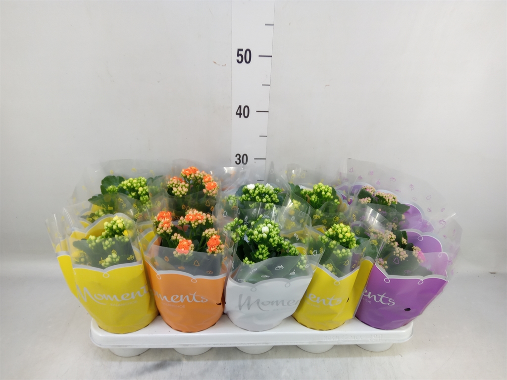 Горшечные цветы и растения оптом Kalanchoe Blos.   ..rosebud Mix  4 от 10шт из Голландии с доставкой по России