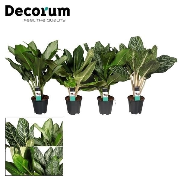 Горшечные цветы и растения оптом Aglaonema Royal Mix (decorum) от 6шт из Голландии с доставкой по России