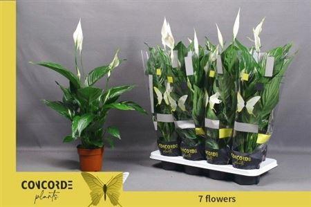 Горшечные цветы и растения оптом Spath Sweet Ricardo 7+ от 8шт из Голландии с доставкой по России