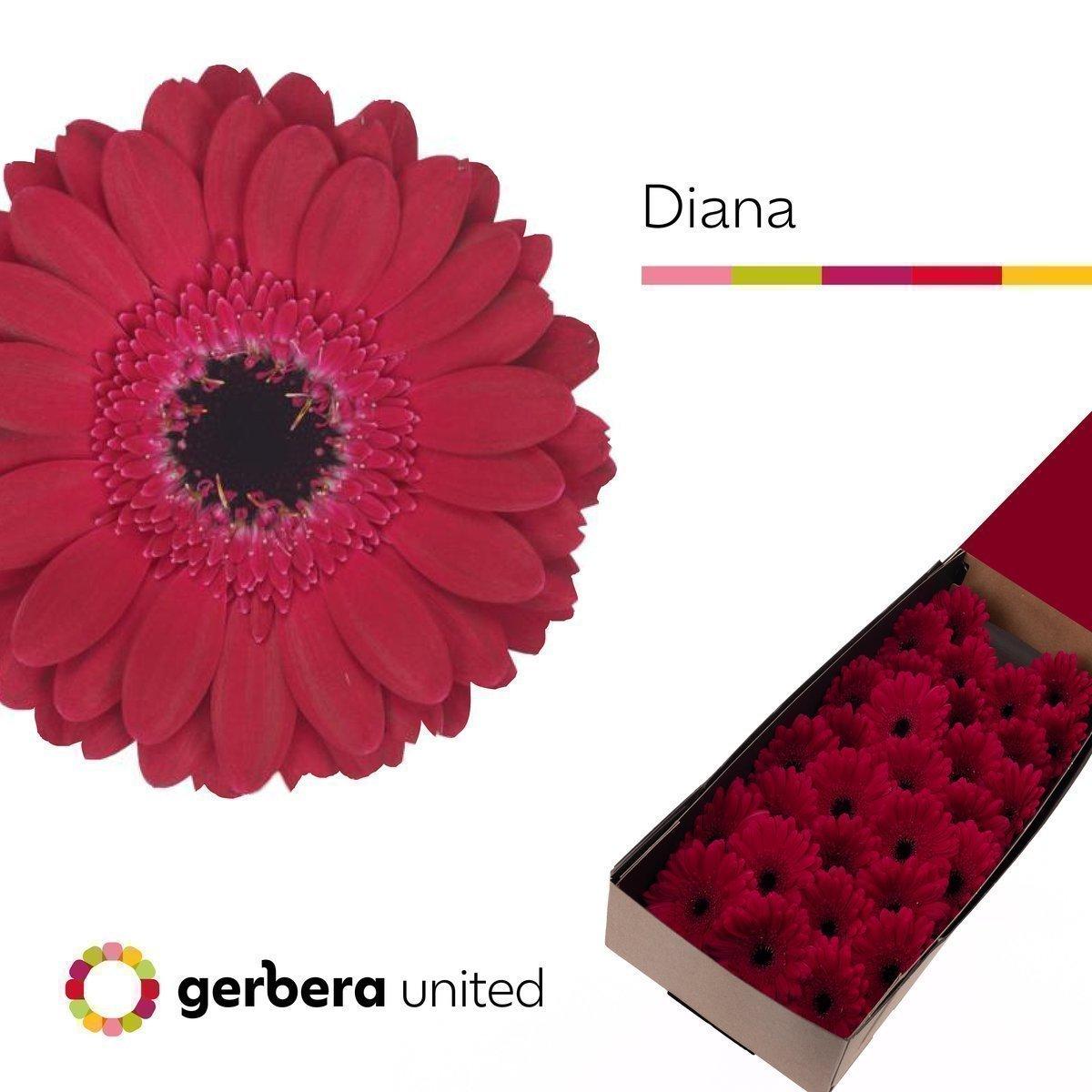 Срезанные цветы оптом Germini diana от 30шт из Голландии с доставкой по России