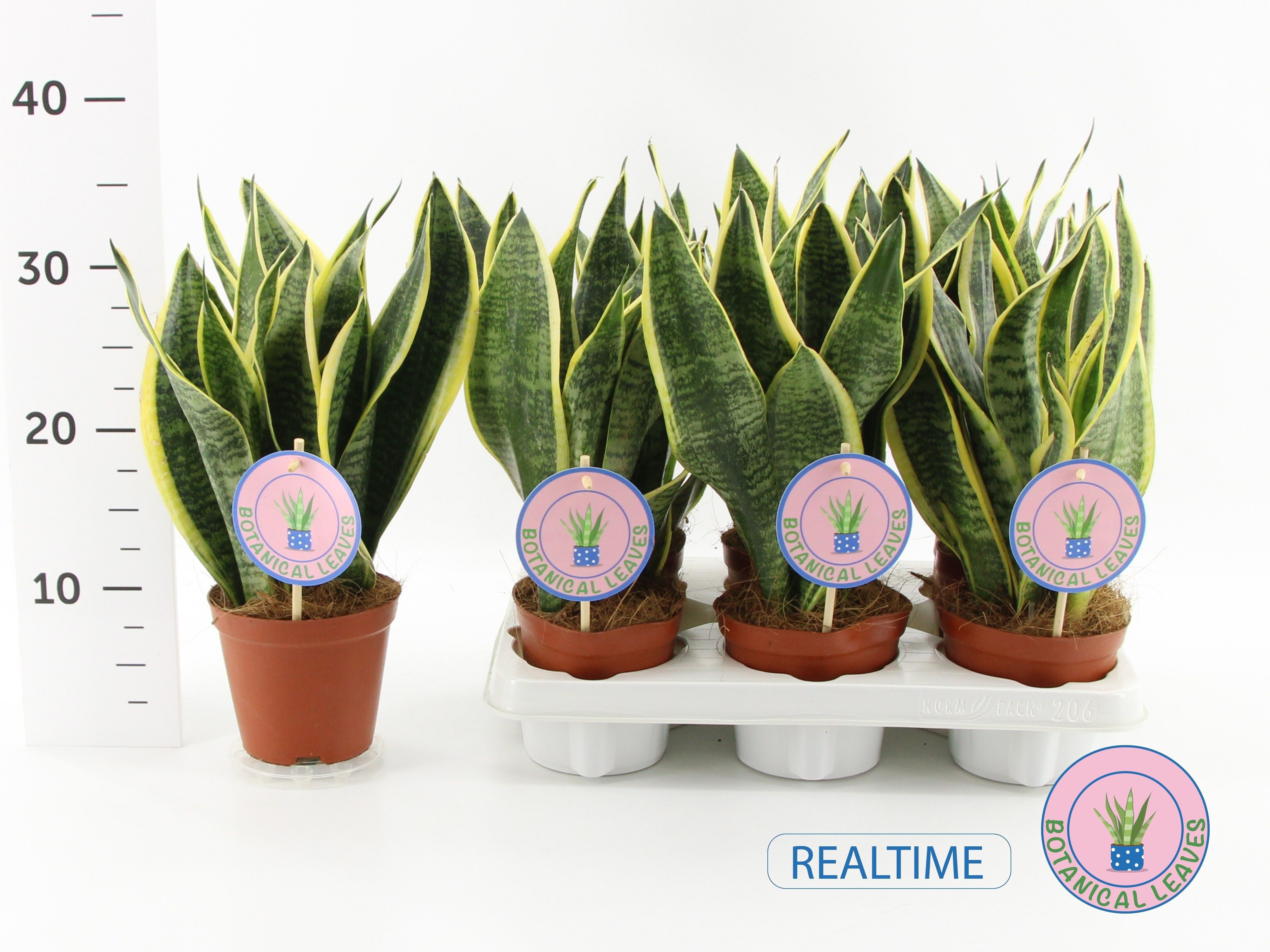 Горшечные цветы и растения оптом Sansev Futura Superb от 6шт из Голландии с доставкой по России