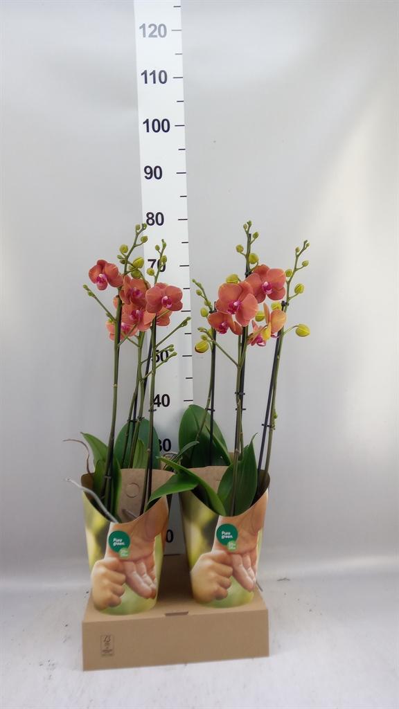 Горшечные цветы и растения оптом Phalaenopsis ...orange от 4шт из Голландии с доставкой по России