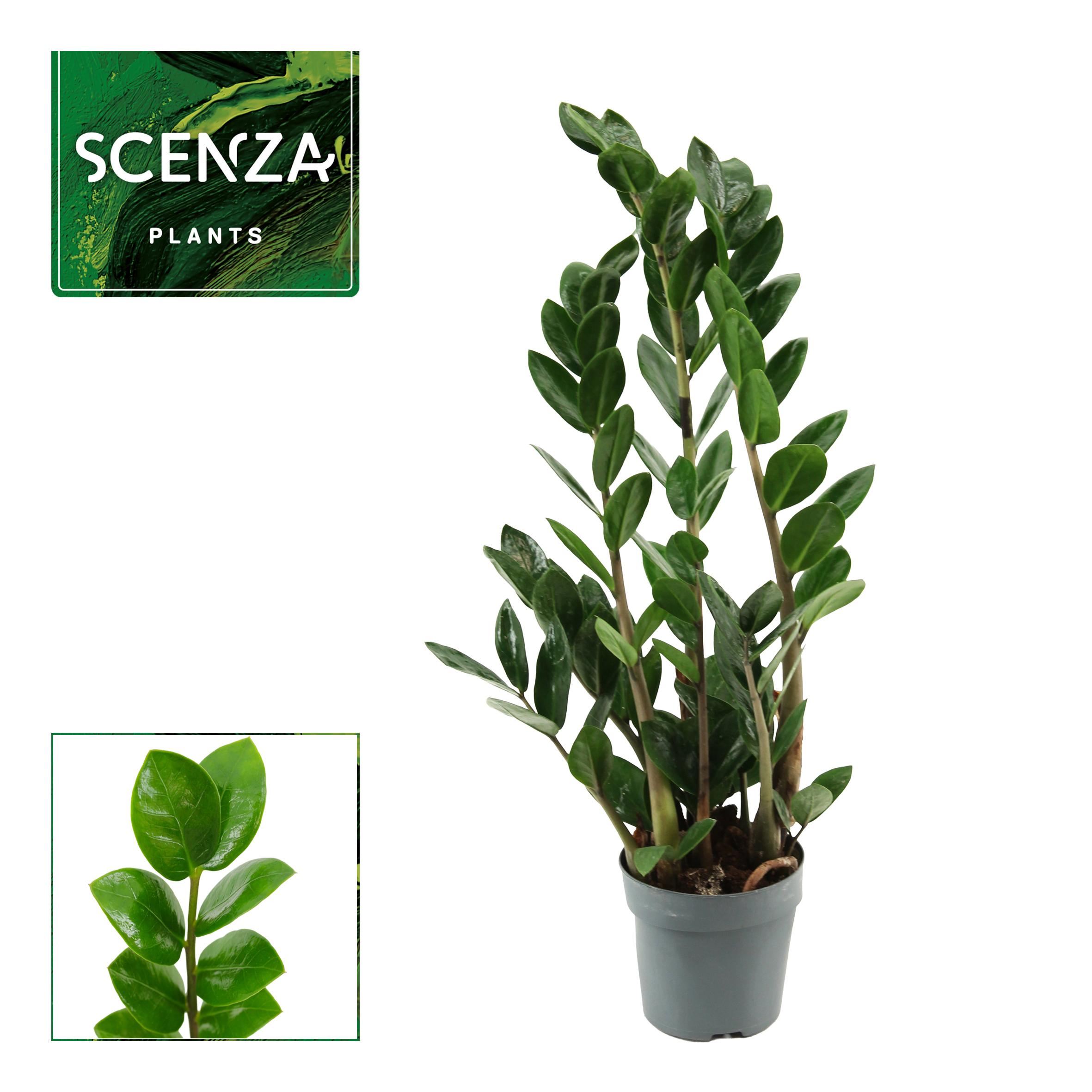 Горшечные цветы и растения оптом Zamioculcas Lima 3+ от 11шт из Голландии с доставкой по России