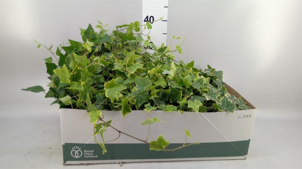 Горшечные цветы и растения оптом Hedera ...mix от 12шт из Голландии с доставкой по России