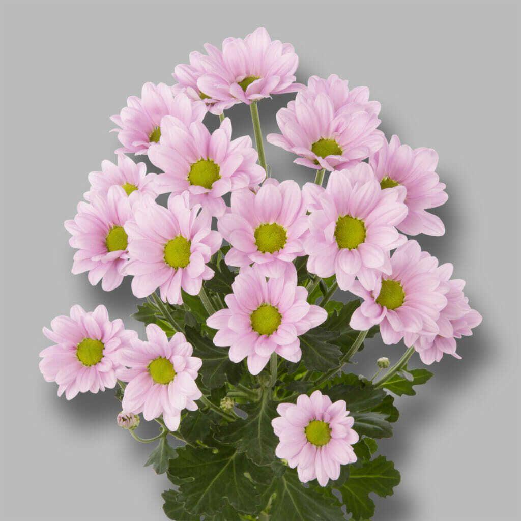 Срезанные цветы оптом Chrys sp chelo от 80шт из Голландии с доставкой по России