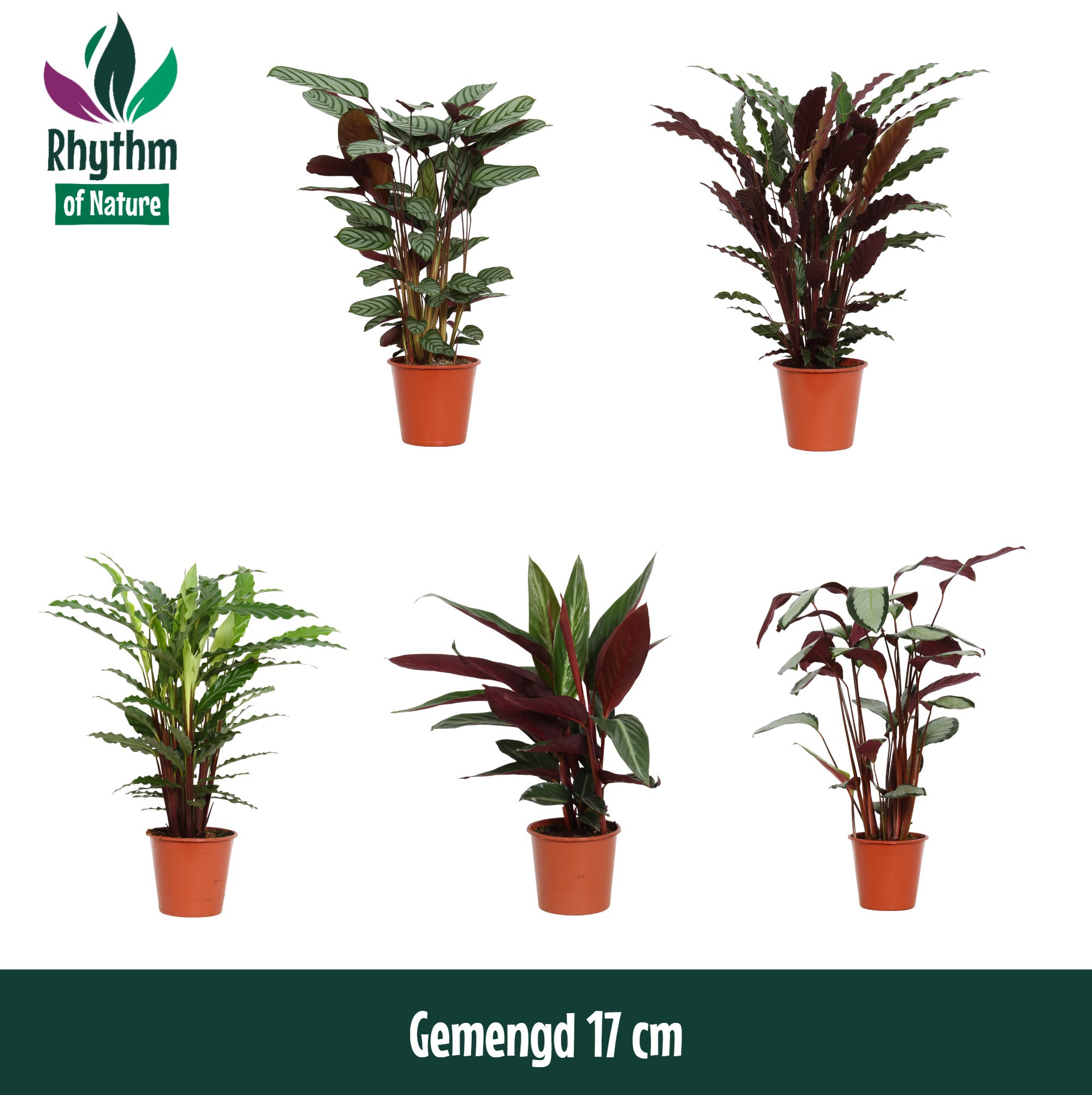 Горшечные цветы и растения оптом Calathea Mix (rhythm Of Nature) от 6шт из Голландии с доставкой по России