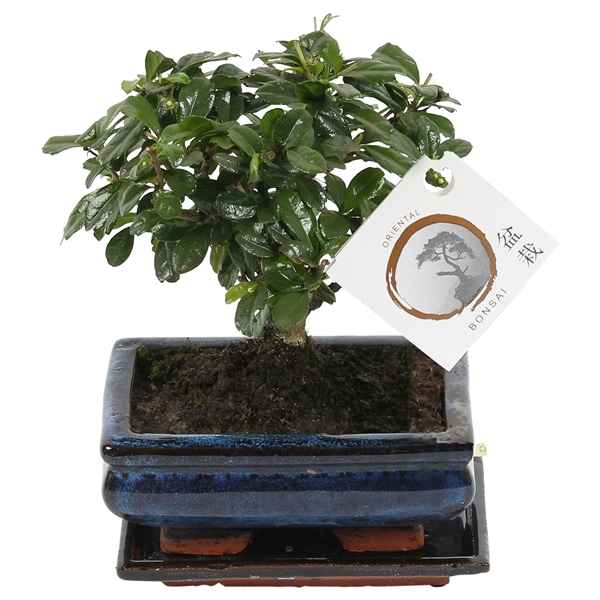 Горшечные цветы и растения оптом Bonsai Carmona In Ceramic Ball Shape от 10шт из Голландии с доставкой по России