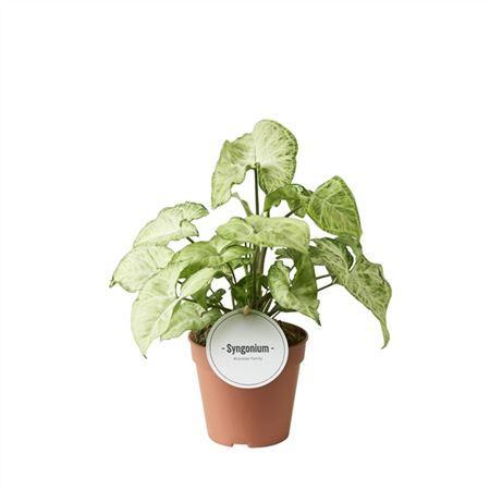 Горшечные цветы и растения оптом Syngonium White Butterfly от 8шт из Голландии с доставкой по России