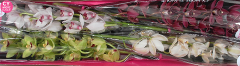 Срезанные цветы оптом Minicymbidium mix christmas от 4шт из Голландии с доставкой по России