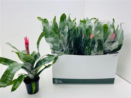 Горшечные цветы и растения оптом ** Aech Fas Primera Autumn Promo * от 12шт из Голландии с доставкой по России