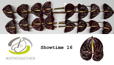 Срезанные цветы оптом Anthurium showtime от 16шт из Голландии с доставкой по России