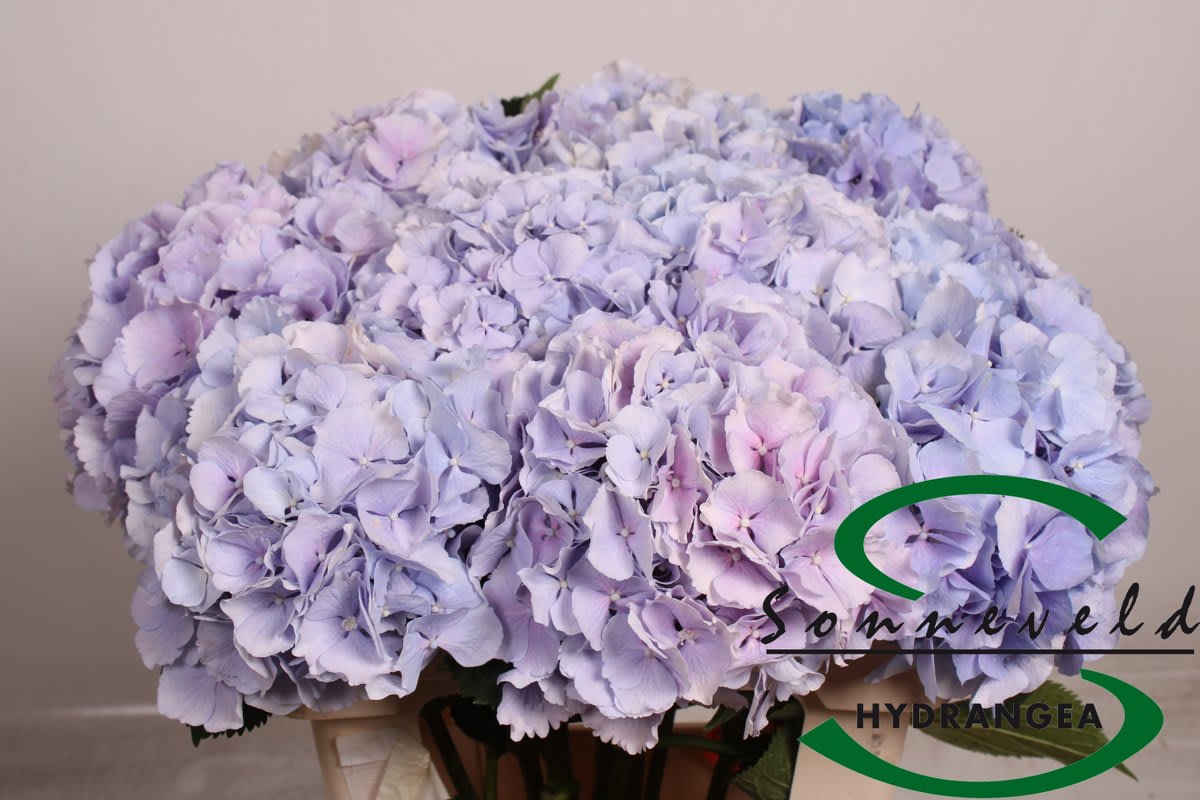 Срезанные цветы оптом Hydrangea verena blue от 10шт.... из Голландии с доставкой по России