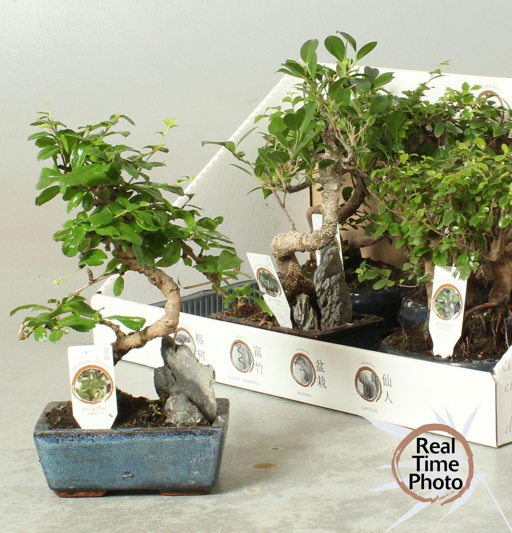 Горшечные цветы и растения оптом Bonsai Gem от 5шт из Голландии с доставкой по России