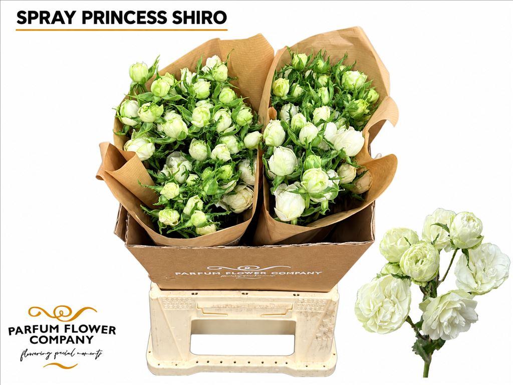 Срезанные цветы оптом Rosa spray garden princess shiro от 12шт из Голландии с доставкой по России