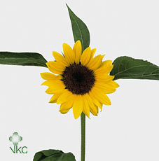 Срезанные цветы оптом Helianthus sunrich orange от 40шт из Голландии с доставкой по России