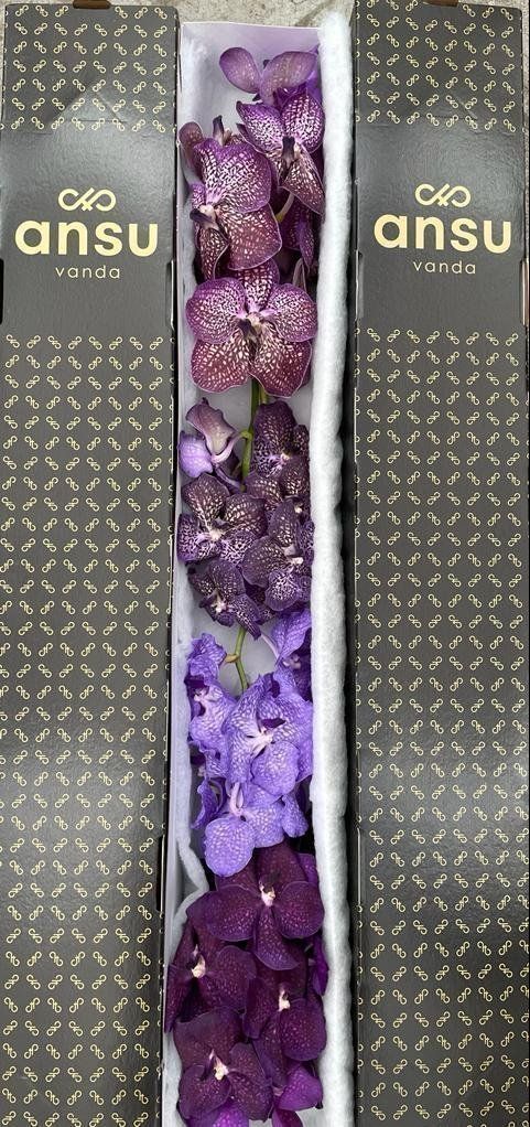 Срезанные цветы оптом Vanda mix purple per stem от 8шт. из Голландии с доставкой по России