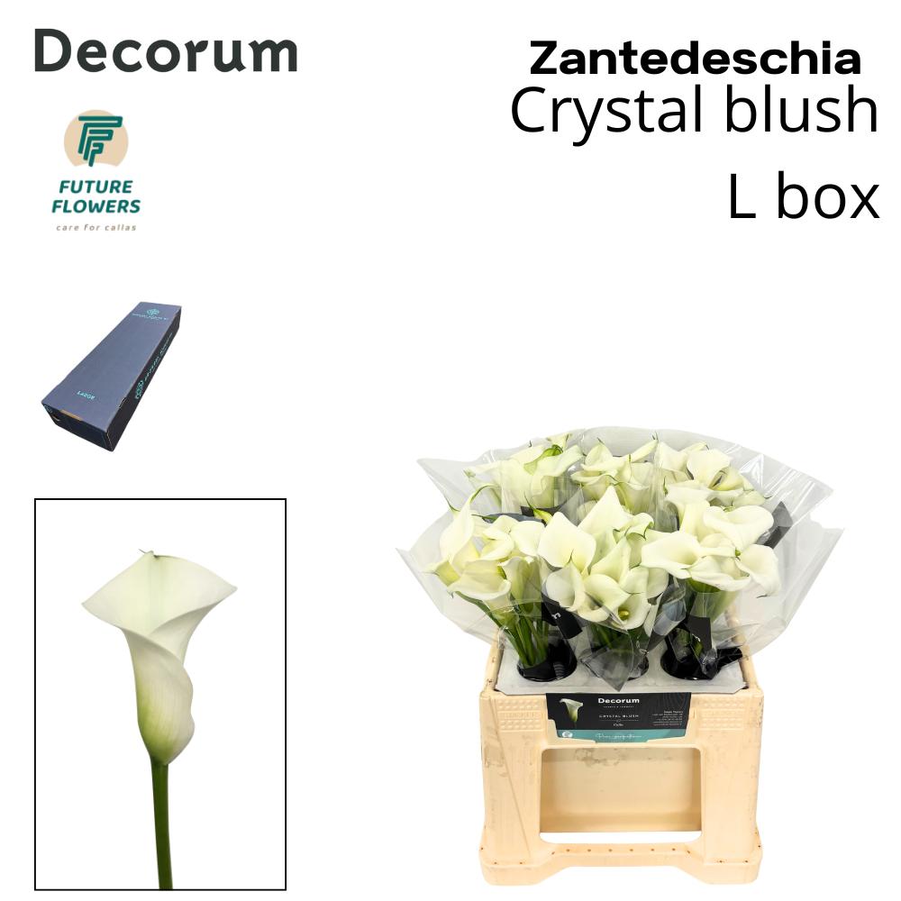 Срезанные цветы оптом Zantedeschia crystal blush от 240шт из Голландии с доставкой по России