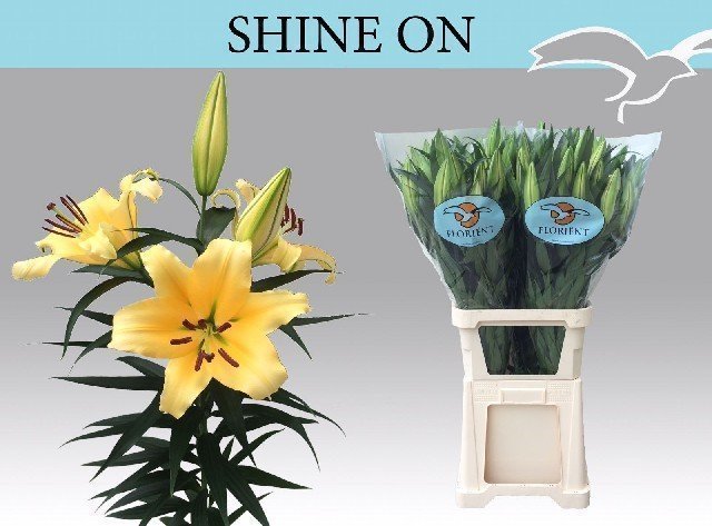 Срезанные цветы оптом Lilium or shine on от 20шт из Голландии с доставкой по России