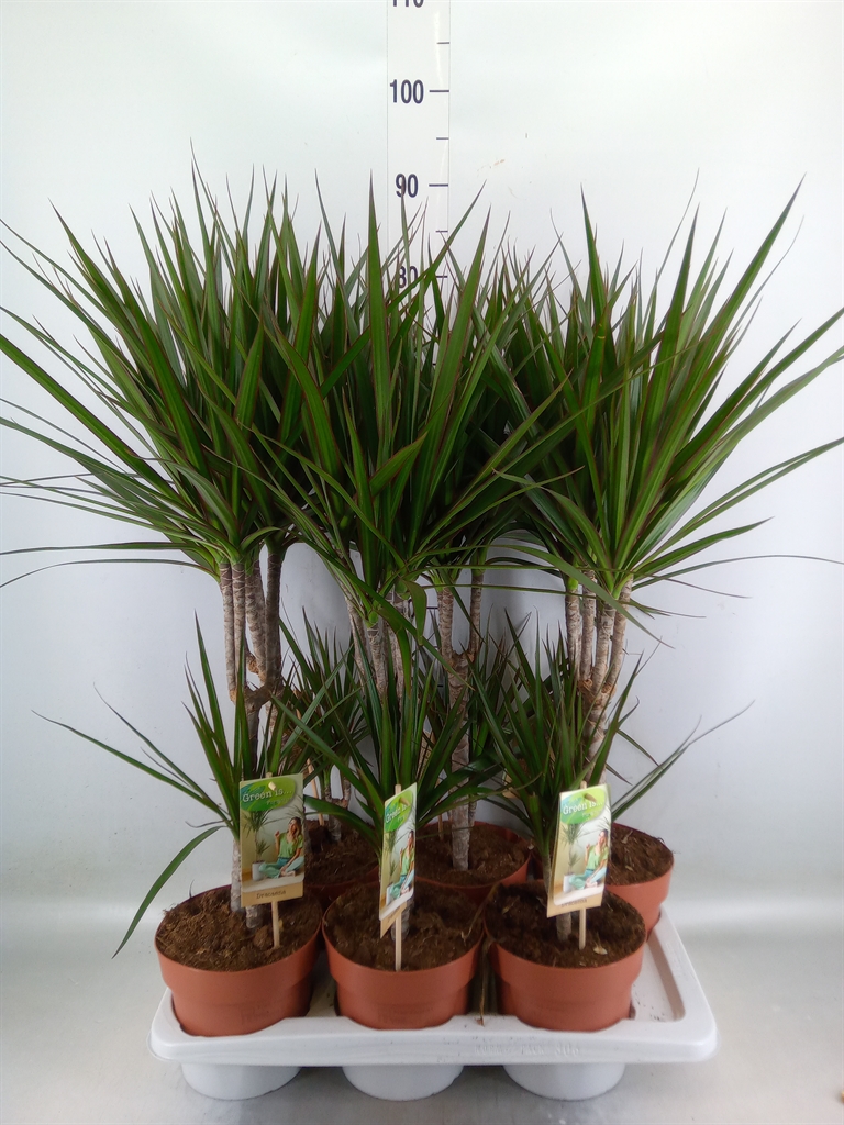 Горшечные цветы и растения оптом Dracaena Marg. от 6шт' из Голландии с доставкой по России
