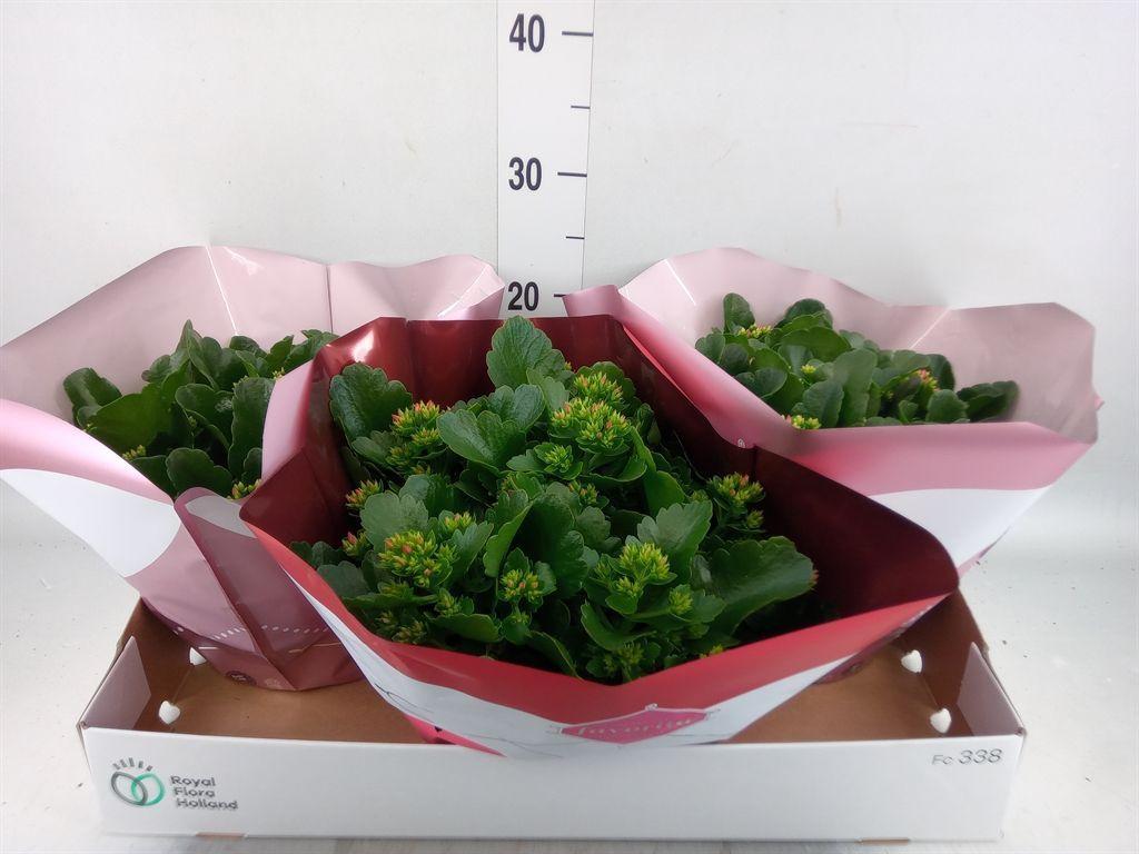 Горшечные цветы и растения оптом Kalanchoe Blos.   ..mix 4 от 3шт из Голландии с доставкой по России