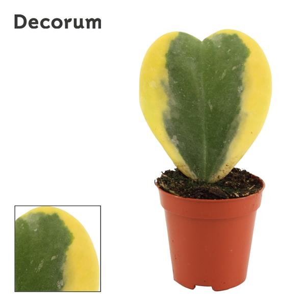 Горшечные цветы и растения оптом Hoya Kerrii Variegata Single  (decorum) от 14шт (для телеги) из Голландии с доставкой по России