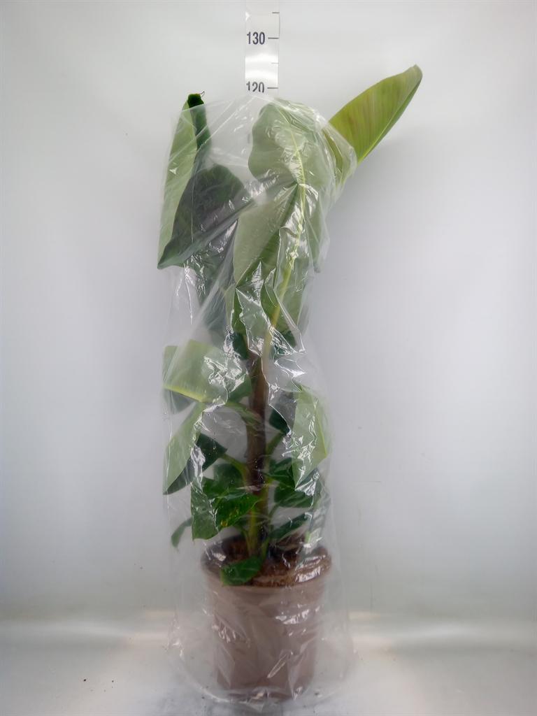 Горшечные цветы и растения оптом Musa  Dwarf Cavendish от 1шт из Голландии с доставкой по России