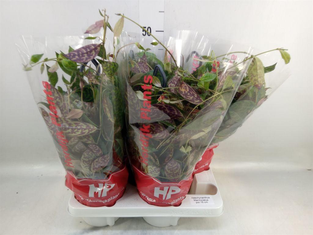 Горшечные цветы и растения оптом Aeschynanthus Marmoratus от 4шт из Голландии с доставкой по России