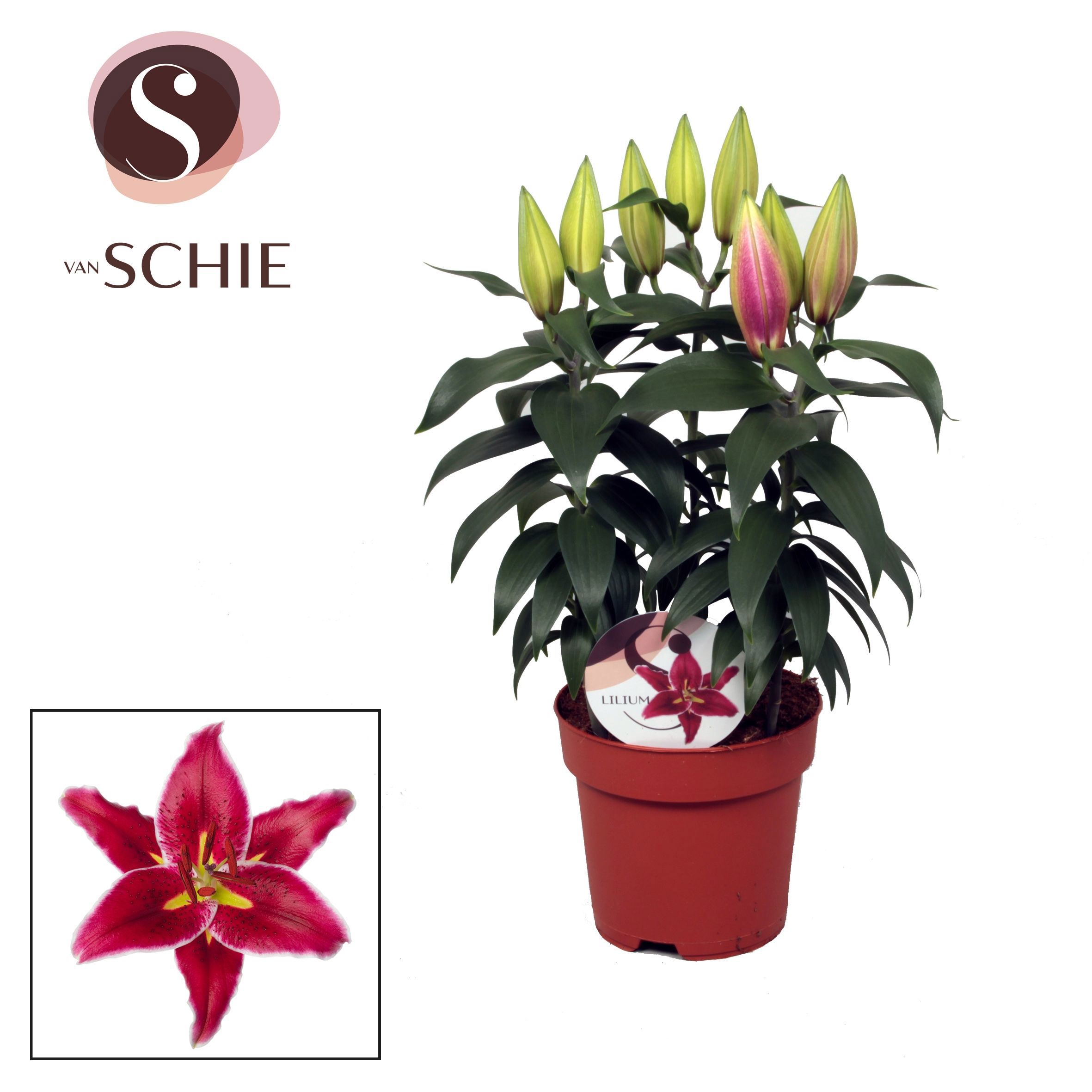 Горшечные цветы и растения оптом Lilium Or Magny Cours 3pp от 6шт из Голландии с доставкой по России