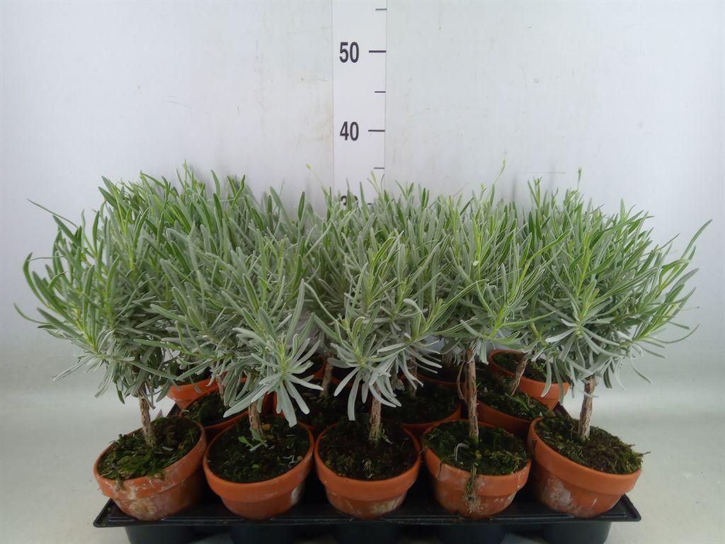 Горшечные цветы и растения оптом Lavandula Angus. от 14шт из Голландии с доставкой по России