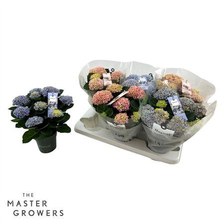 Горшечные цветы и растения оптом Hydrangea Ma Magical Revolution Mix 5+ от 6шт из Голландии с доставкой по России