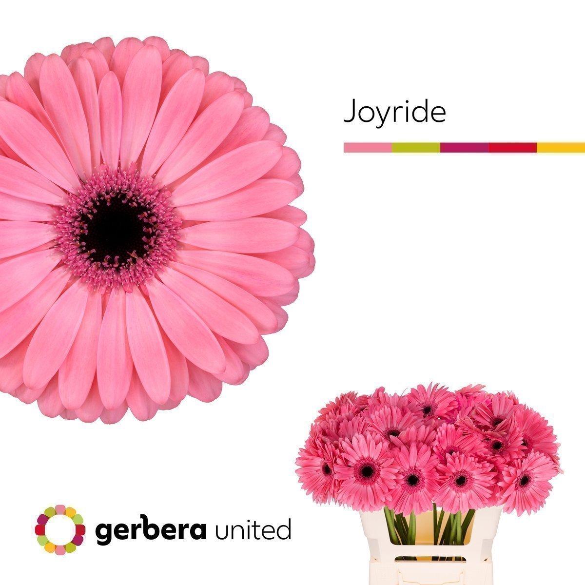 Срезанные цветы оптом Gerbera joyride от 40шт из Голландии с доставкой по России