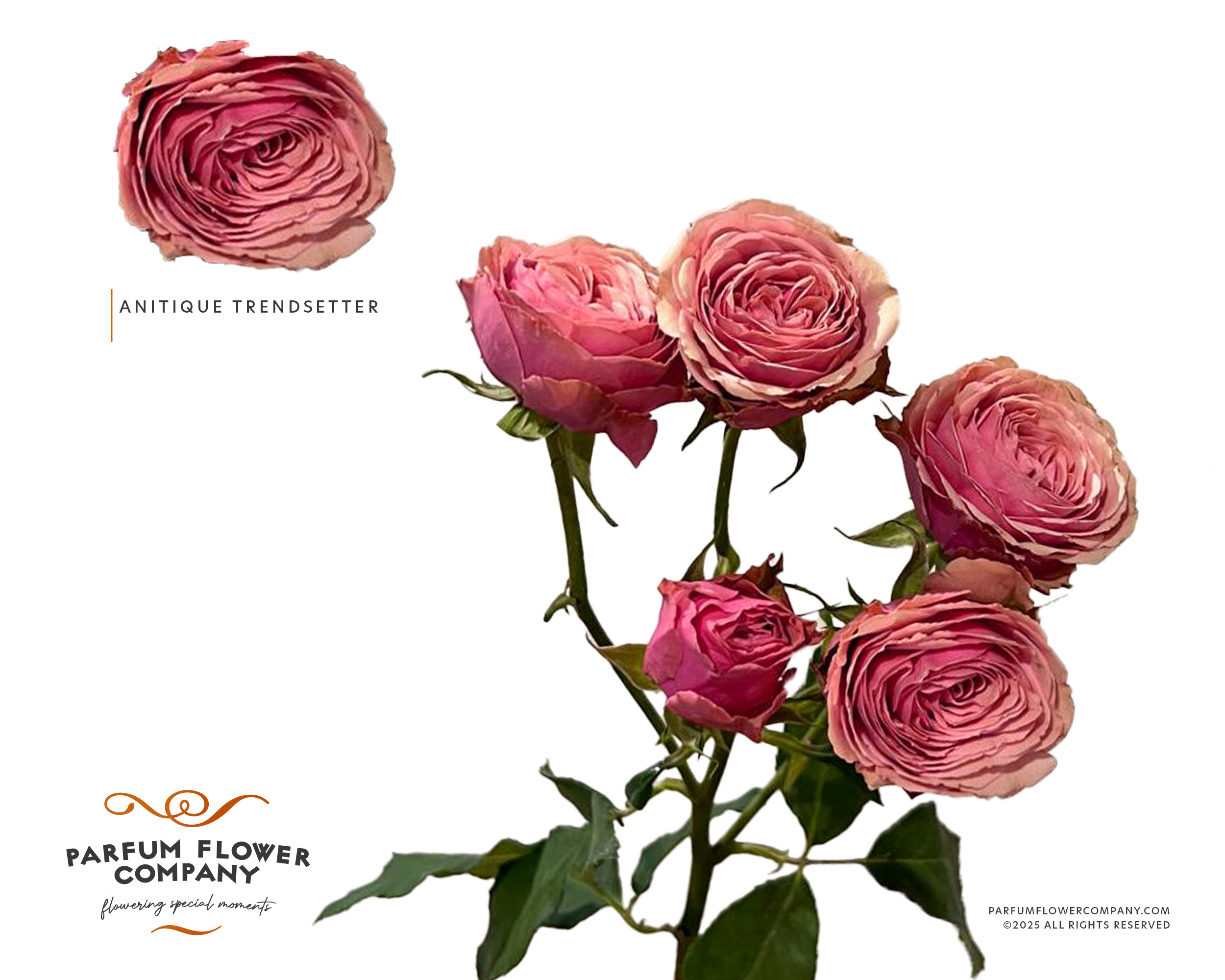 Срезанные цветы оптом Rosa spray garden antique trendsetter от 12шт из Голландии с доставкой по России