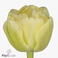 Срезанные цветы оптом Tulipa do avant garde от 150шт из Голландии с доставкой по России