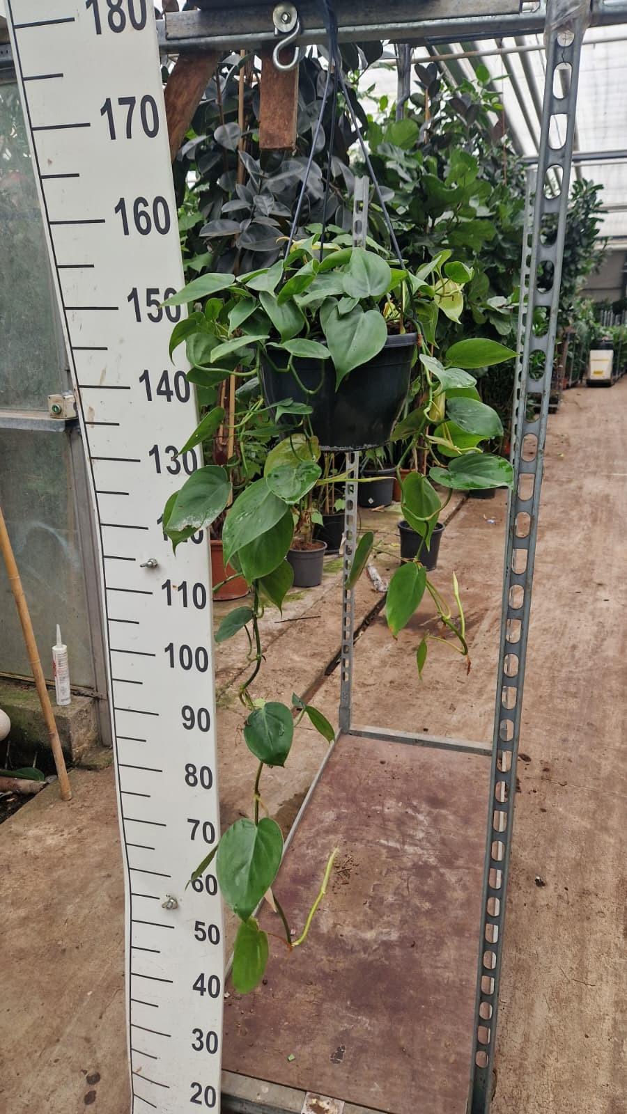 Горшечные цветы и растения оптом Philodendron Scandens Hangplant от 2шт из Голландии с доставкой по России