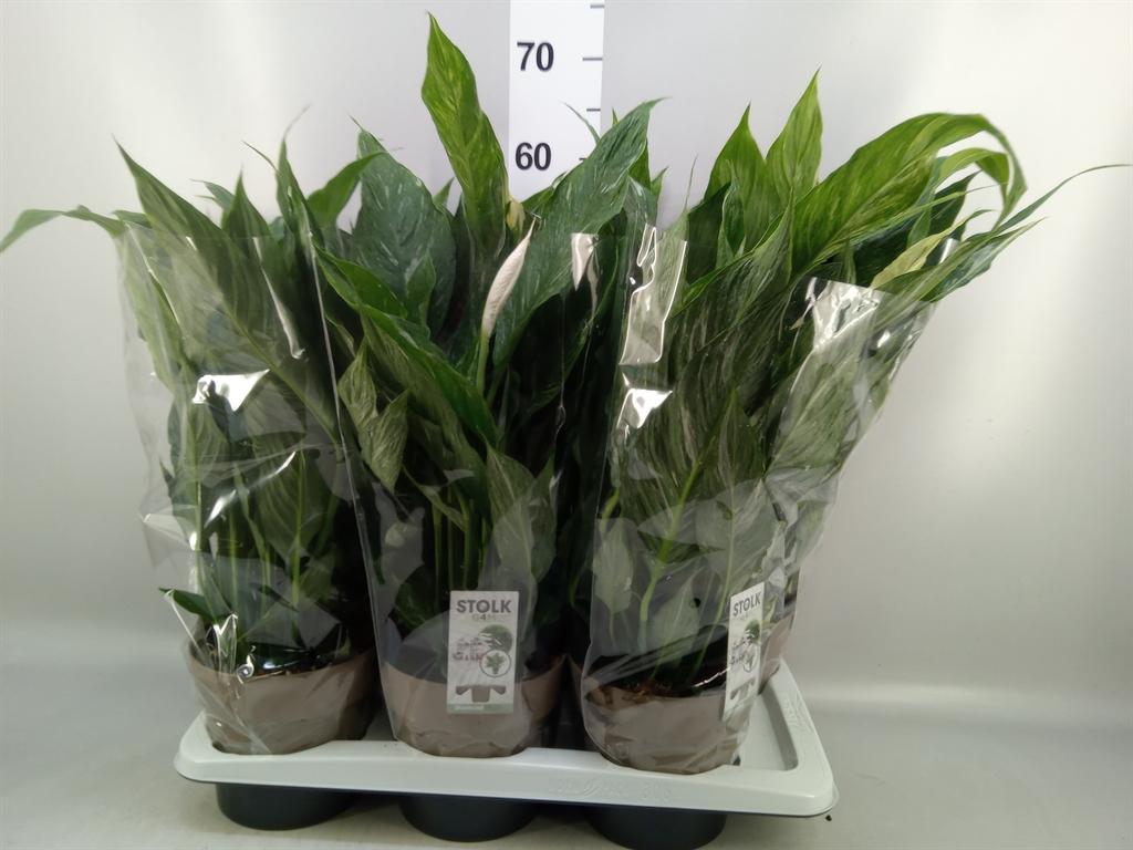 Горшечные цветы и растения оптом Spathiphyllum diamond от 6шт из Голландии с доставкой по России