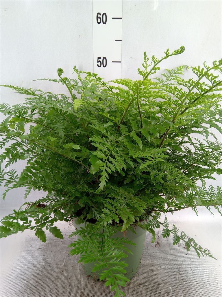 Горшечные цветы и растения оптом Asplenium Parvati от 1шт из Голландии с доставкой по России