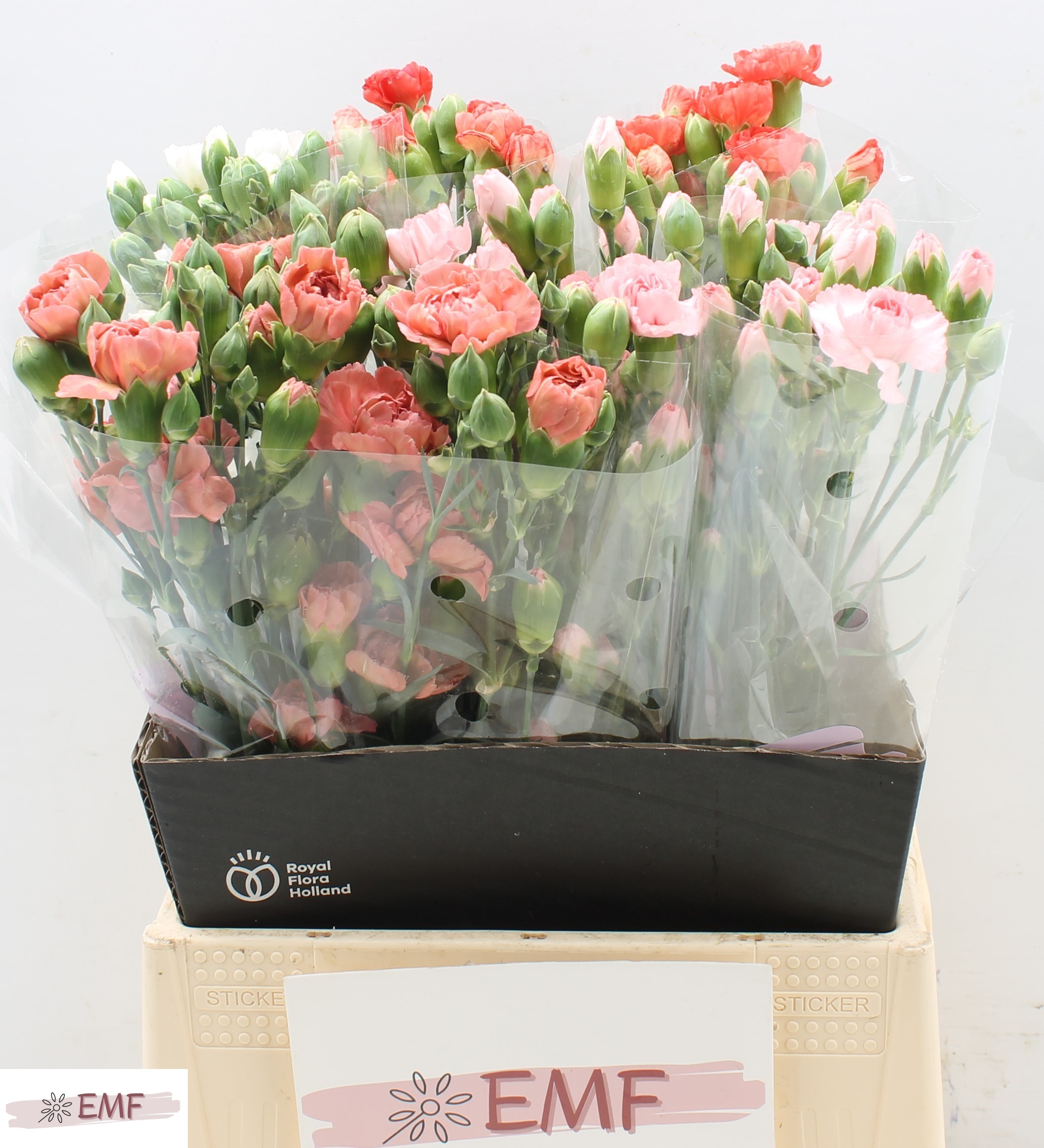 Срезанные цветы оптом Dianthus sp mix in bucket от 60шт из Голландии с доставкой по России