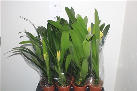 Горшечные цветы и растения оптом Clivia Miniata Yellow! от 8шт из Голландии с доставкой по России