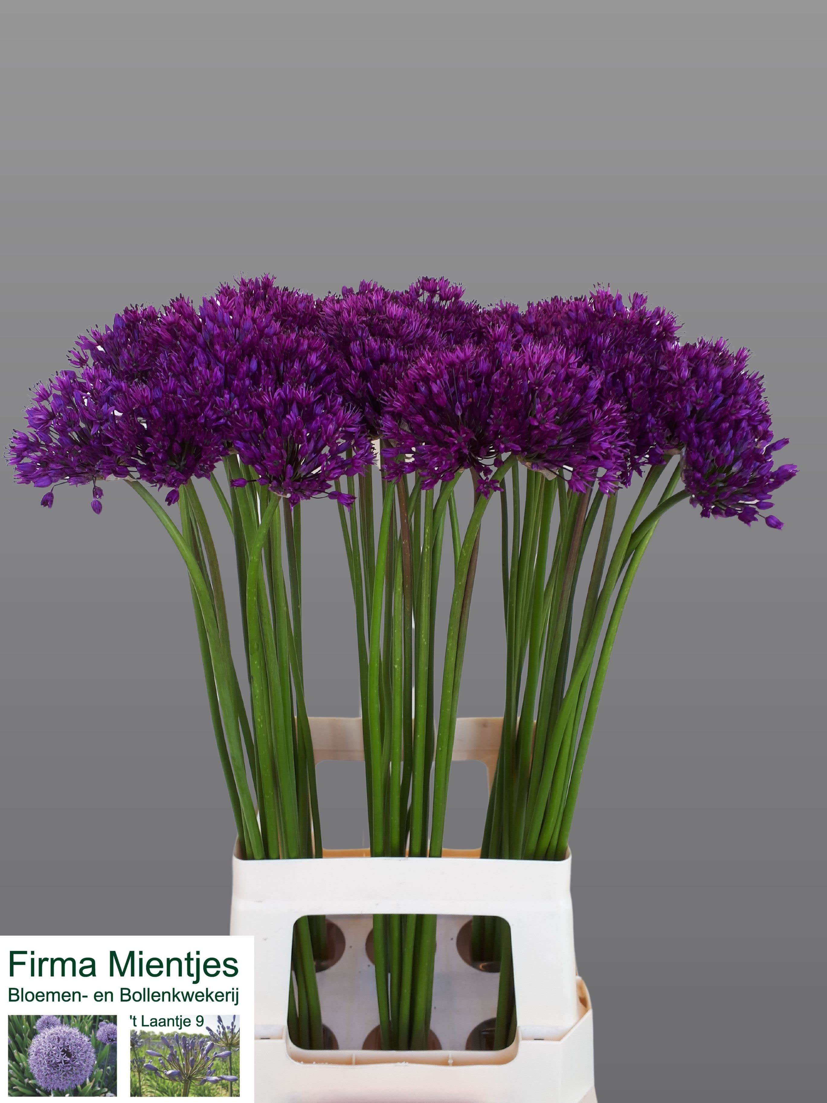 Срезанные цветы оптом Allium purple sensation от 60шт. из Голландии с доставкой по России
