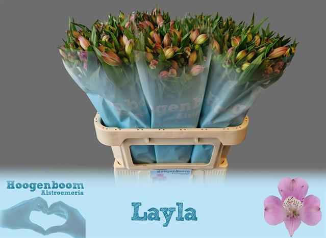 Срезанные цветы оптом Alstroemeria layla от 40шт из Голландии с доставкой по России