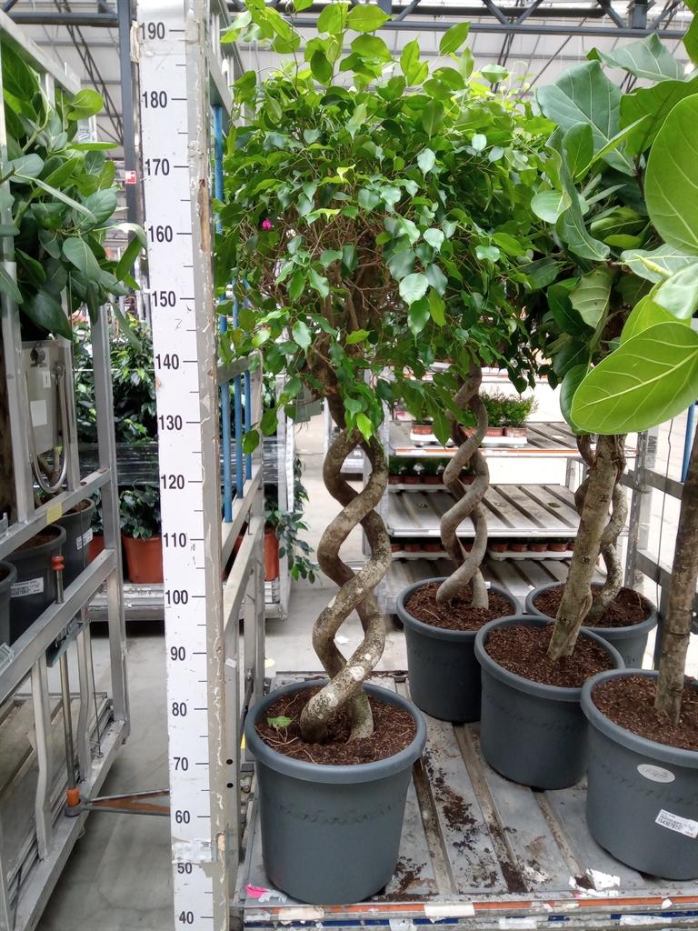 Горшечные цветы и растения оптом Ficus Benja.   ... от 1шт из Голландии с доставкой по России