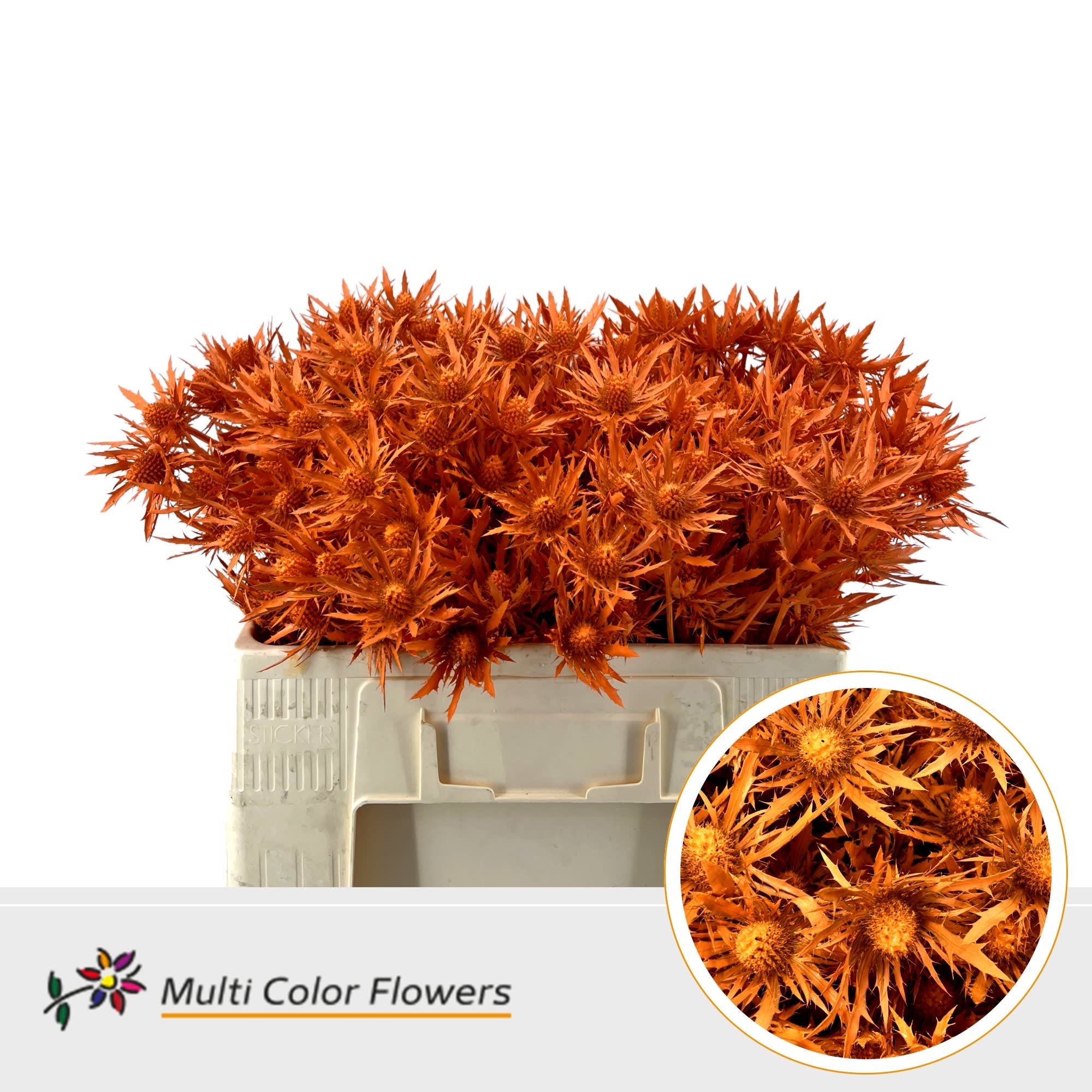 Срезанные цветы оптом Eryngium paint orange от 60шт из Голландии с доставкой по России